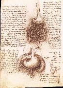 Anatomical drawing of the stomach and the intestine Leonardo Da Vinci